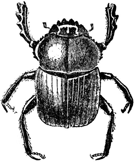 Dung Beetle Ireland Tattoo, Beetle Drawing, Bugs Drawing, Black Insects, Beetle Illustration, Dung Beetle, Beetle Tattoo, Bug Tattoo, Elements Tattoo