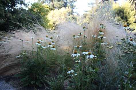 Mexican feather grass looks like a hazy smudge of golden color in the distance, and who wouldn't want that as a backdrop in the garden? For landscaping ideas, here are a dozen of our favorite gardens with feather grasses: Mexican Feather Grass, English Garden Design, Perennial Grasses, Prairie Garden, Grasses Landscaping, Grasses Garden, English Cottage Garden, Have Inspiration, White Gardens