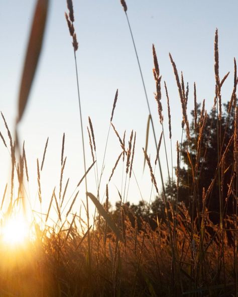 Grass. #grassgrassgrass #thatgrass #getthatgrass #outdoors#grassphotography #grass Technical Theatre, Ants, Quick Saves