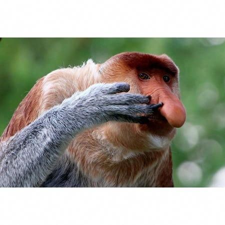 Arrives by Mon, Oct 16 Buy Nose Picking Proboscis Monkey Primate Poster Monkey Decor Monkey Paintings For Wall Monkey Pictures For Bathroom Monkey Decor Tropical Nature Wildlife Art Print Thick Paper Sign Print Picture 12x8 at Walmart.com Pictures For Bathroom, Monkey Decor, Paintings For Wall, Proboscis Monkey, Monkey Decorations, Nose Picking, Tropical Nature, Monkey Pictures, Cool Wall Decor