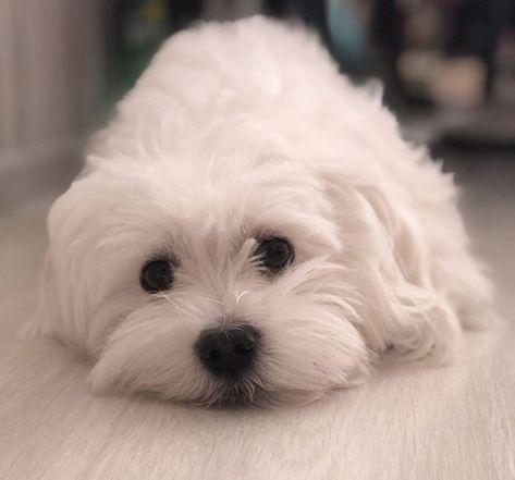 Maltese Grooming Styles, Maltese Haircut Hairstyles, Maltese Puppy Cut, Maltese Dogs Grooming, Maltese Grooming, Maltese Dogs Haircuts, Bulldogge Tattoo, Maltese Haircut, Morkie Dogs