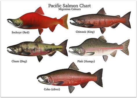 Sockeye Salmon Drawing, Sock Eye Salmon, Salmon Photography, Salmon Photo, Salmon Drawing, Salmon Tattoo, Salmon Species, Salmon Art, Fish Chart