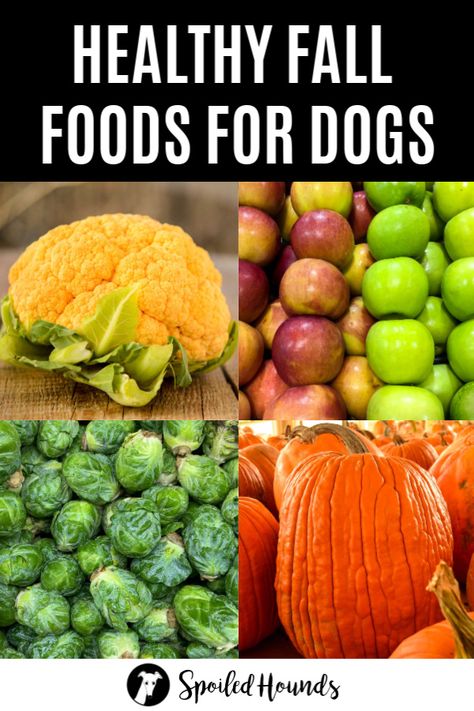 Animals Tiktok, Foods For Dogs, Dog Vegetables, Human Food For Dogs, Foods Dogs Can Eat, Pet Recipes, Pet Nutrition, Foods Healthy, Dog Wellness