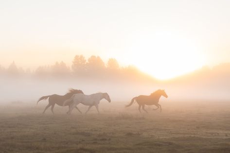 Horses Running Aesthetic, Horses Laptop Wallpaper, Horse Aesthetic Wallpaper Laptop, Horse Wallpaper For Laptop, Narnia Fanfiction, Imogen Temult, Farming Pictures, Horses Landscape, Horse Landscape