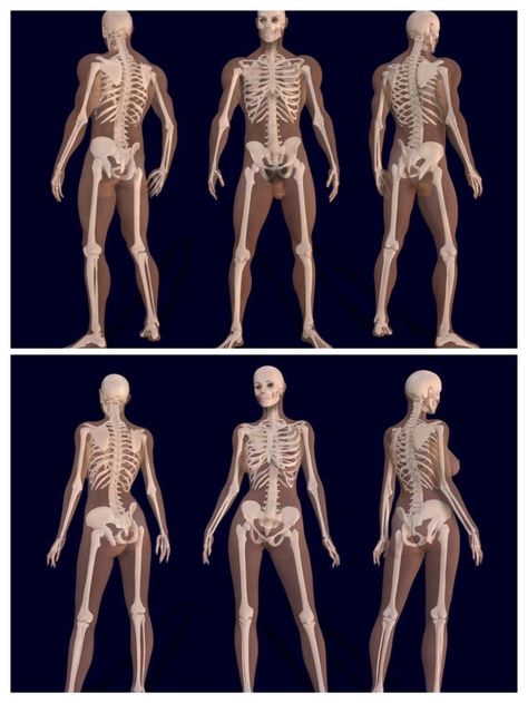 Here in this Collage image I edited by combining two separate images, we see two sets of triple images showing the differences between the male, upper⬆️, and female, lower⬇️, Human Skeletons. Whilst the basic design of the Human Skeleton are Standard, there are some differences between Adult Male & Adult Female Skeletons, due largely to do with Human Species Reproduction and Continuation. Male And Female Skeleton Anatomy, Skeleton Male And Female, Difference Between Male And Female Anatomy, Male Bone Structure, Male Skeleton Anatomy, Female And Male Skeleton, Human Skeleton Poses, Male And Female Anatomy Drawing, Skeleton Oc Male