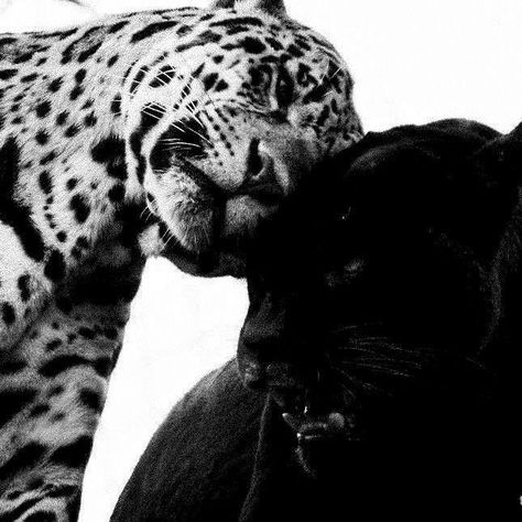 Leopards, Katt Grejer, Image Swag, Black And White Aesthetic, Star Girl, White Aesthetic, Doberman, Black Panther, Black Aesthetic