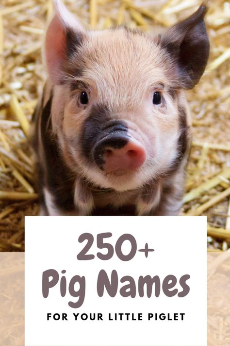 Halloween Puns Funny, Mini Potbelly Pigs, Pig Names, Pet Pig Care, Kune Kune Pigs, Cute Animal Names, Pig Showing, Raising Pigs