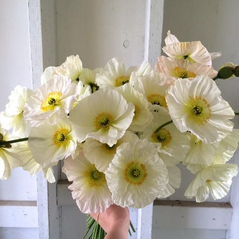 Iceland Poppies, Icelandic Poppies, Poppy Bouquet, Champagne Bubbles, White Poppy, Cut Flower Garden, Plant Spacing, Hardy Perennials, Unique Flowers