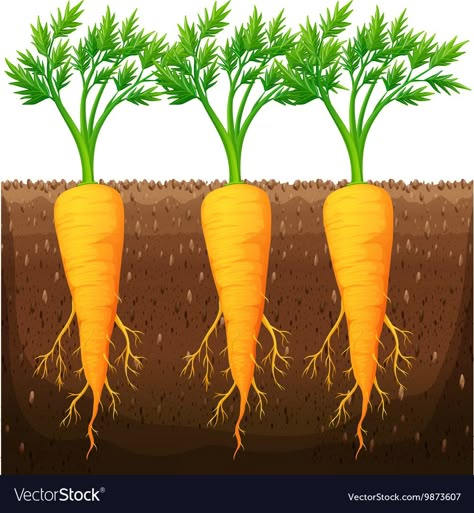 Fresh carrot growing in the field Royalty Free Vector Image Scottie Dog Quilt Pattern, Carrot Plant, How To Plant Carrots, Vegetable Drawing, Growing Carrots, Plant Cuttings, Cartoon Background, Fruit And Veg, Arte Floral