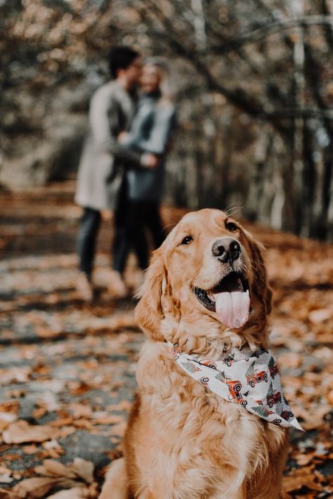 Pictures With Golden Retrievers, Couple Photoshoot With 3 Dogs, Family Pictures With Golden Retriever, Dog Farewell Photoshoot, Fall Engagement Pics With Dogs, Winter Photos With Dogs, Puppy Fall Photoshoot, Family Fall Photoshoot With Dog, Family And Dogs Photoshoot