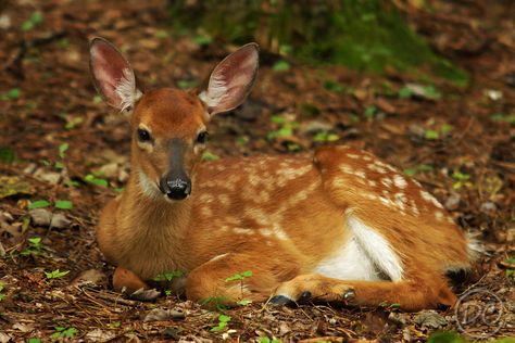 Deer Laying Down Reference, Fawn Laying Down, Deer Laying Down Drawing, Deer Laying Down, Deer Sitting, Uplifting Images, Deer Theme, Clay Model, Wild Animals Photography