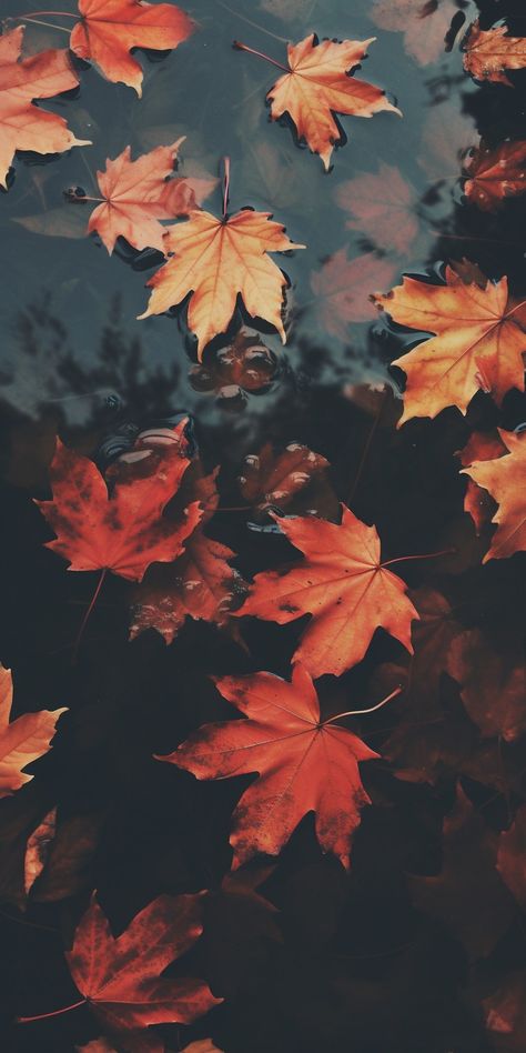 Wallpaper October, Aesthetic Thanksgiving, Thanksgiving Wallpaper, Cute Fall Wallpaper, Autumn Magic, Fall Background, Autumn Scenery, Nature Tattoos, Natural Beauty Tips