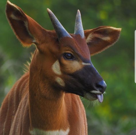 Baby Bongo of the Antelope species Bongo Antelope, Animal Planet Toys, Odd Animals, Creature Fantasy, Africa Animals, Bongos, Interesting Animals, Unusual Animals, Rare Animals