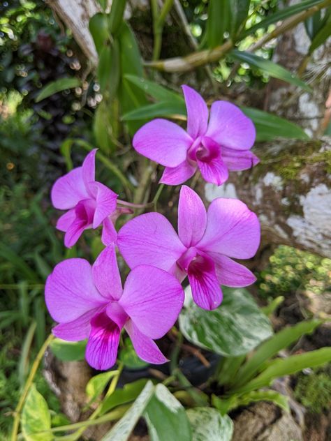 Mauve Butterfly, Cooktown Orchid, Orchid Tree, Butterfly Orchid, Orchids Garden, Australian Flora, Lilac Purple, Car Wrap, Native Plants