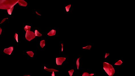 Red Rose Petals Aesthetic, Rose Petals Aesthetic, Rosas Aesthetic, Floating Roses, Roses Template, Red Template, Jewelry Background, Rose Petals Falling, Fire Sparks