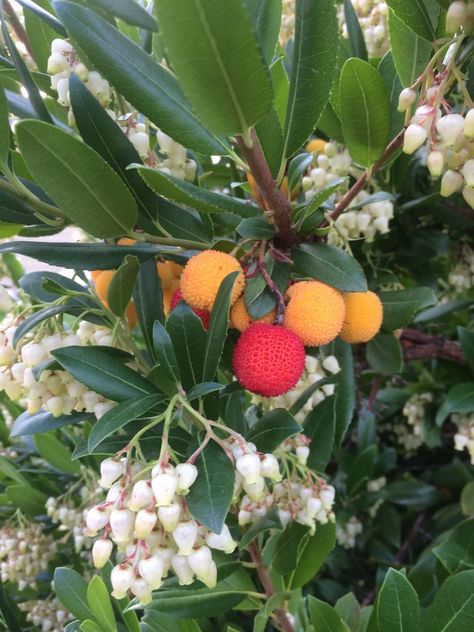 Arbutus unedo - Xera Plants Tree Hedge, Arbutus Unedo, Autumn Fruit, Strawberry Tree, Roof Gardens, Arbors Trellis, Patio Trees, Garden Beautiful, Fall Fruits