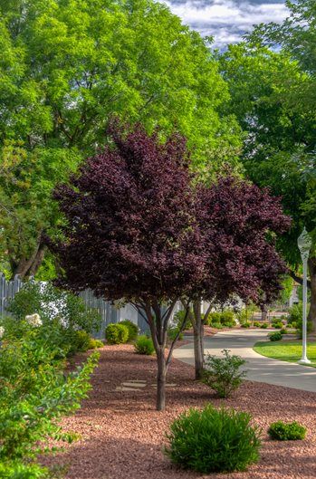 This low maintenance tree will bloom in spring with pale pink flowers and give your garden dramatic plum-purple leaves. This is a dwarf cultivar, so the compact size of 10-12 feet will do well in smaller gardens as well. Zones 5-9. Purple Plum Tree, Purple Leaf Plum Tree, Purple Leaf Sand Cherry, Small Landscape Trees, Flowering Plum Tree, Plum Trees, Privacy Trees, Invasive Plants, Plum Tree