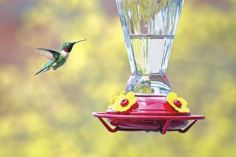 When Is The Best Time To Put Out Your Hummingbird Feeder? Experts Weigh In Homemade Hummingbird Food, Baby Hummingbirds, Hummingbird Food, Hummingbird Nectar, Ruby Throated Hummingbird, Small Insects, Hummingbird Feeder, Plant Problems, Attracting Bees