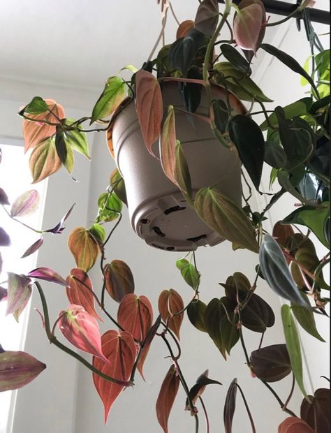 Micans Philodendron, Indoor Hanging Plants, Philodendron Micans, Plants Hanging, Plant Goals, Philodendron Plant, Plants Are Friends, Hanging Plants Indoor, Balcony Plants