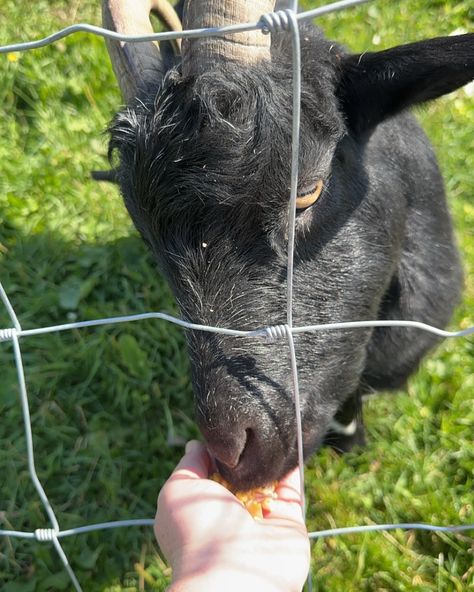 Fun lil friend date at @hanksfarmmarket 🎃🌽❤️ If feeding goats is involved, count me in 🐐 Feeding Goats, Life Goes On, Goats, Quick Saves