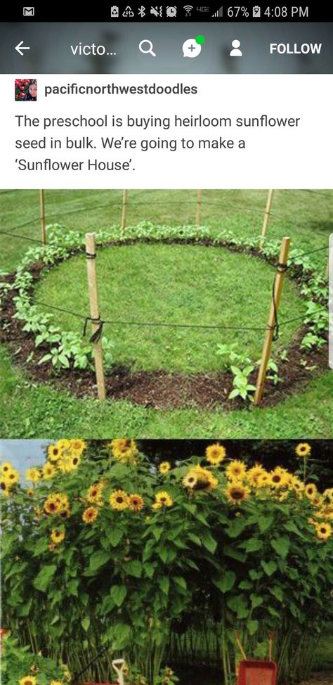 how to grow a sunflower house Sunflowers Planting Ideas, Bean Teepee, Sunflower Room, Sunflower House, Growing Sunflowers, Planting Sunflowers, Magic Herbs, Sunflower Garden, Home Vegetable Garden