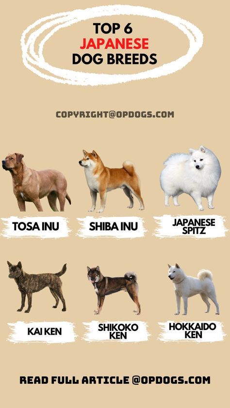 Chinese Dog Breeds, Asian Dog Breeds, Akita Inu Puppy, Kai Ken, Asian Dogs, Japanese Dog Breeds, Types Of Dogs Breeds, Japanese Dog, Chinese Dog