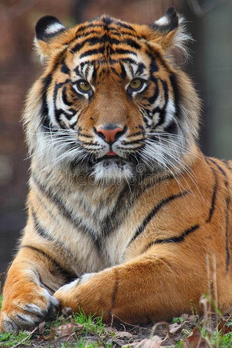 Tiger portrait stock image. Image of portrait, head, animal - 11728393 Male Tiger, Dekoratívne Vence, Tiger Photography, Tiger Portrait, Wild Animal Wallpaper, Wild Animals Photography, Tiger Pictures, Big Cats Art, Siberian Tiger