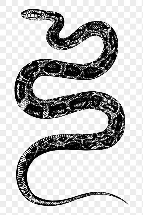 Snake White Background, Snake Background, Snake Png, Snake Graphic, Rat Snake, Snake Black, Black Png, Black And White Vintage, Drinks Design