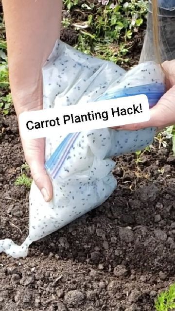 Non Raised Vegetable Garden, Home Steading Farms, Carrots Planting Growing, Best Way To Plant Carrot Seeds, Fall Prep For Spring Garden, Gardening In Five Gallon Buckets, Planting In Pallets, Planting A Vegetable Garden, Planting Carrots Cornstarch