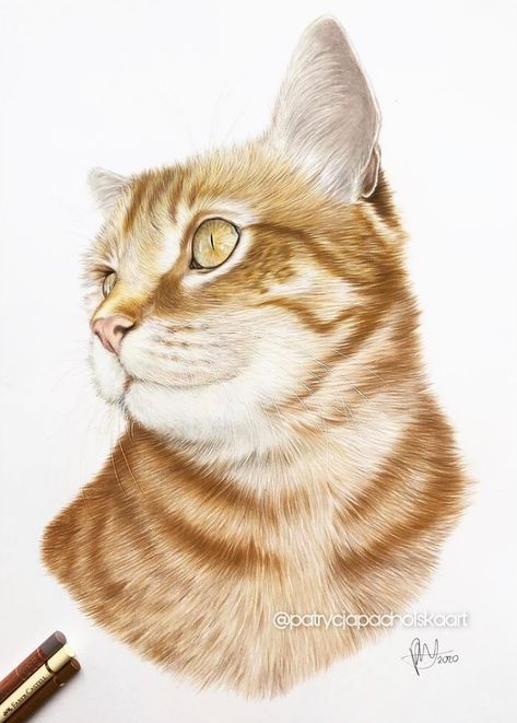 Ginger cat colored pencil drawing on A3 smooth bristol paper Ginger Cat Drawing, Cat Colored Pencil, Pastels Artwork, Ginger Cat Art, Colored Pencil Drawing Tutorial, Digital Media Art, Pastel Artwork, Cat Sketch, Ginger Cat