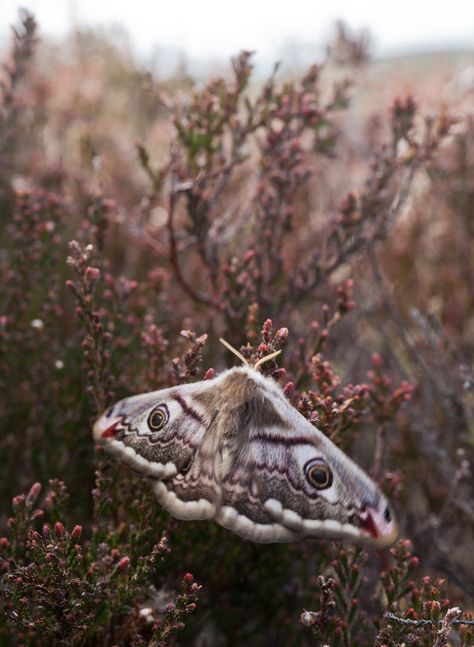 Emperor Moth, Interesting Creatures, Moth Tattoo, Crustaceans, Arachnids, Fall 2023, Flora And Fauna, Cat Pics, Beautiful Creatures