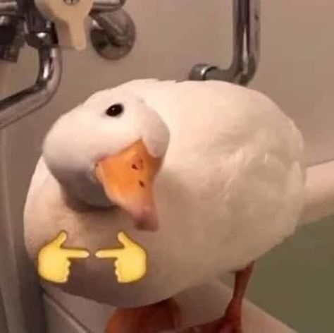 duck Funny Duck, Reaction Images, Funny Cartoon Quotes, Cartoon Quotes, Funny Moments, Animal Photography, Funny Images, Cute Stickers, Health And Wellness