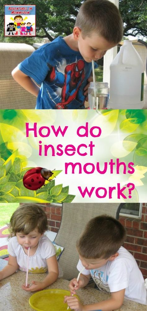 How do insects eat?how do insect mouths work Tk Science Activities, Ladybug Stem Activities, Bug Experiments For Kids, Insect Science Experiments, Bug Science Experiments, Insect Unit Preschool, Insect Study Creative Curriculum, Insect Science Activities, Bug Art Preschool