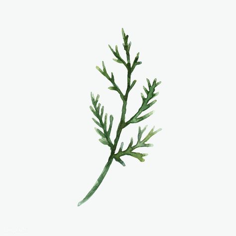 Hand-drawn cedar branch watercolor style vector | free image by rawpixel.com Cedar Drawing, Cedar Tattoo, Pnw Plants, Cedar Branch, Cedar Plant, Tree Branch Art, Branch Watercolor, Hill Logo, Branch Drawing