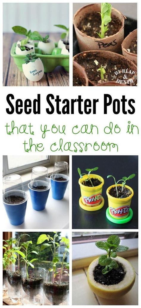 These seed starter pots are perfect for the classroom and provide a valuable real life hands on way for kids to learn about how plants grow. Gardening With Kids, Plants Kindergarten, Mini Museum, How Plants Grow, Preschool Garden, Planting For Kids, Plants Unit, Trendy Plants, Seed Starter