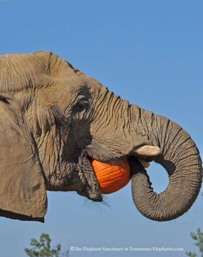 Elephant eating a pumpkin ♡ Elephant Eating, Elephant Art, An Elephant, A Pumpkin, Cute Things, Things That, Elephant, Puppies, Feel Free