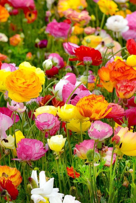 Ranunculus are favorite flowers for weddings, arrangements, and gardens. Here's how to plant and grow ranunculus. #ranunculus #flowerideas #gardening #bhg Runuculous Flower Garden, Ranunculus Aesthetic, Grow Ranunculus, Ranunculus Garden, Ranunculus Asiaticus, Cut Garden, Colourful Garden, Plant Tips, Ranunculus Flowers