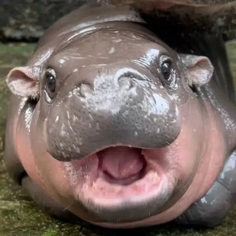 Moo Deng the Popular Pygmy Hippo From Thailand Now Has Her Own Merch Moodeng Hippo Cute, Hippo Videos, Pygmy Hippo Baby, Hippo Open Mouth, Pygmy Hippopotamus, Baby Grill, Hippopotamus Monster, Happy Hippo Meme, Cuddly Animals