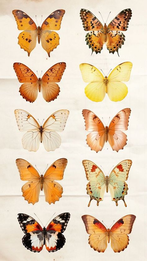 Editable real pressed butterfly design element set | premium image by rawpixel.com / Nunny Images Of Butterflies, Pressed Butterfly, Butterflies Aesthetic, About Butterfly, Types Of Butterflies, Butterfly Motif, Butterfly Illustration, Set Ideas, Awesome Designs