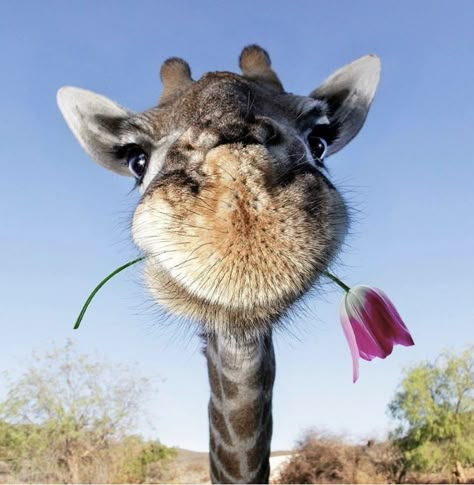 Romantic Animals, Giraffe Pictures, Funny Giraffe, A Giraffe, Cute Giraffe, Pretty Animals, Cute Animals Images, Silly Animals, Cute Wild Animals