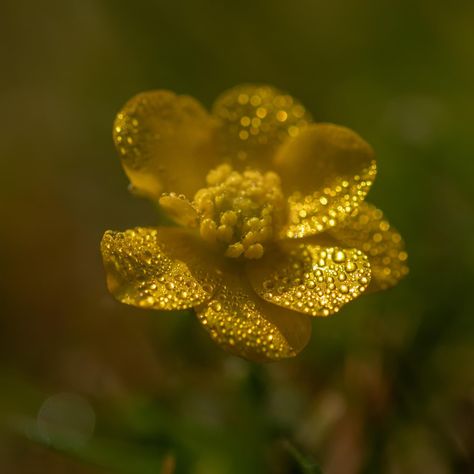 Morning Dew Aesthetic, Dewy Morning, Free Verse Poems, Free Verse, Skin Detox, Morning Dew, Forest Flowers, Tree Lighting, Light Photography