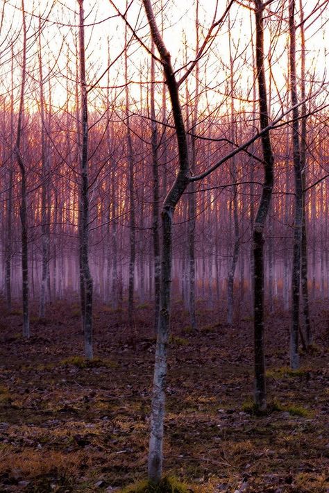 Autumn Plum Plum Aesthetic Color, Fantasy Autumn, Autumn Purple, Purple Autumn, Purple Forest, Dark Autumn, Pastel Decor, Autumn Days, Sugar Plum