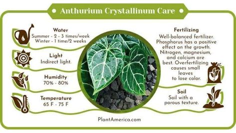 Discover essential care tips for growing Anthurium Crystallinum, a tropical plant from the Araceae family. Learn how to create the ideal environment for this stunning plant to thrive. Large Leaf Plants, Anthurium Crystallinum, Types Of Tulips, Air Layering, Anthurium Plant, Orchid Bark, Scale Insects, Growing Tips, Liquid Fertilizer