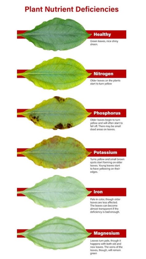 Pin by Mike Jones on AQUARIUM | Plant nutrients, Growing vegetables, Home vegetable garden Plant Deficiencies, Plantarea Legumelor, Aquaponics Diy, نباتات منزلية, Plant Care Houseplant, Plant Nutrients, Aquaponics System, Veg Garden, Have Inspiration