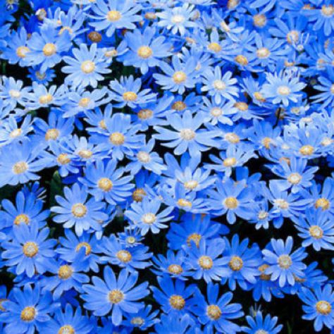 Blue flowers. Blue Flowers, Yellow, Flowers, Blue