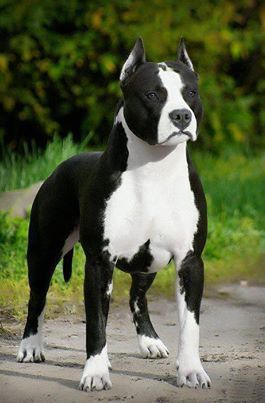 Staffordshire Terriers, American Staffordshire Terrier, Pitbull Puppies, White Dog, American Pitbull Terrier, Pitbull Dog, Pitbull Terrier, Doberman, Beautiful Dogs