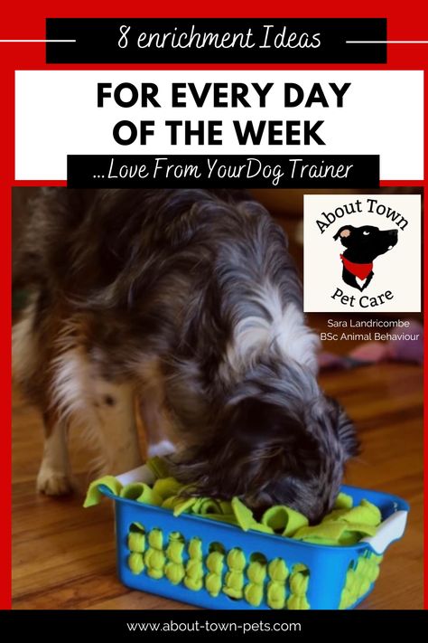 8 Super Simple Enrichment Ideas You Can Use Everyday Of The Week – About Town Pets Non Food Dog Enrichment, Large Dog Enrichment Ideas, Indoor Enrichment For Dogs, Enrichment Toys For Dogs Easy Diy, Dog Interactive Toys Diy, Diy Puppy Enrichment, Frozen Enrichment Bowls For Dogs, Puppy Entertainment Ideas, Dog Food Enrichment Ideas