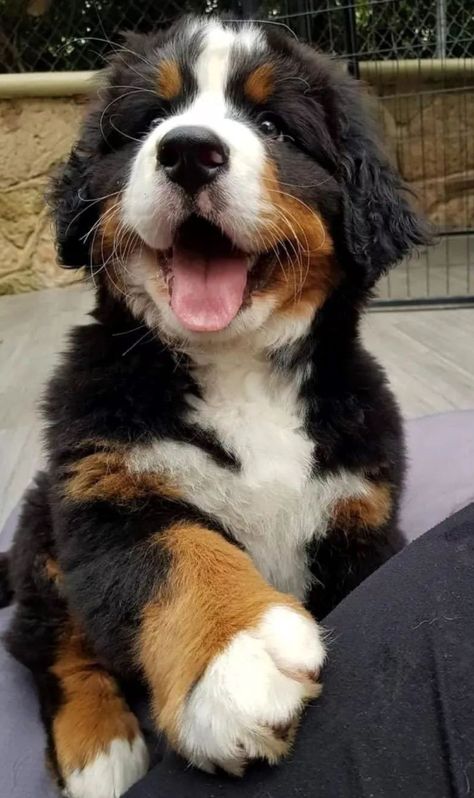 Bernese Mountain Dog And German Shepherd, Cute Bernese Mountain Dog Puppies, Bernese Mountain Dog Puppy Aesthetic, Bernies Mountain Dog, Big Cute Dogs, Bernice Mountain Dog, Bernese Mountain Dogs, Bernese Mountain Dog Puppy, Cute Dogs Images