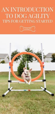 Dog Agility Diy, Dog Agility Course Diy, Dog Agility Training, Dog Agility Course, Dog Training School, Agility Training For Dogs, Dog Behavior Training, Dog Sports, Dog Yard