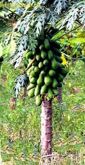 Growing Paw Paw Trees, Grow Papaya, Papaya Growing, Paw Paw Fruit, Paw Paw Tree, Papaya Tree, Nursery Plants, Veg Patch, Tree Growing